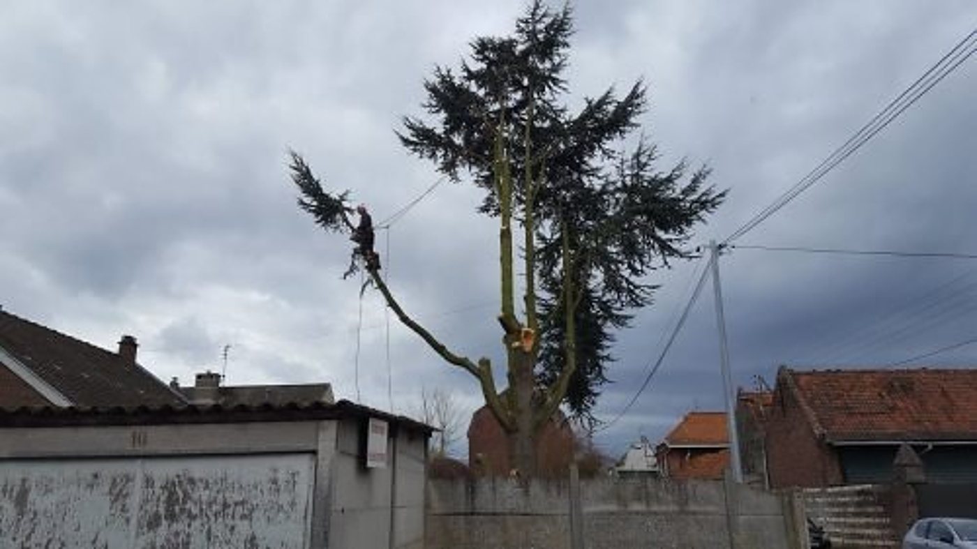 Élagueur travaillant dans un grand conifère au-dessus d’une rue résidentielle