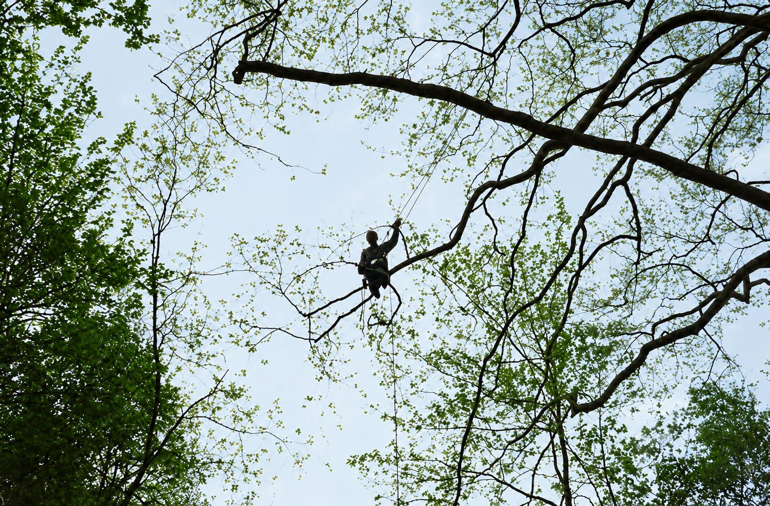 Élagueur grimpeur perché dans les hautes branches d’un grand arbre